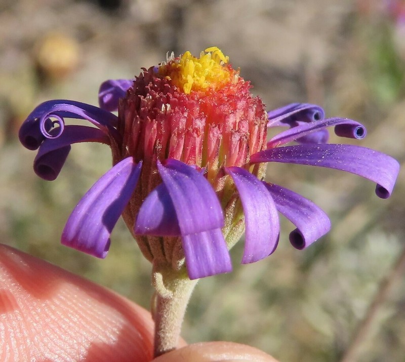Amellus tenuifolius