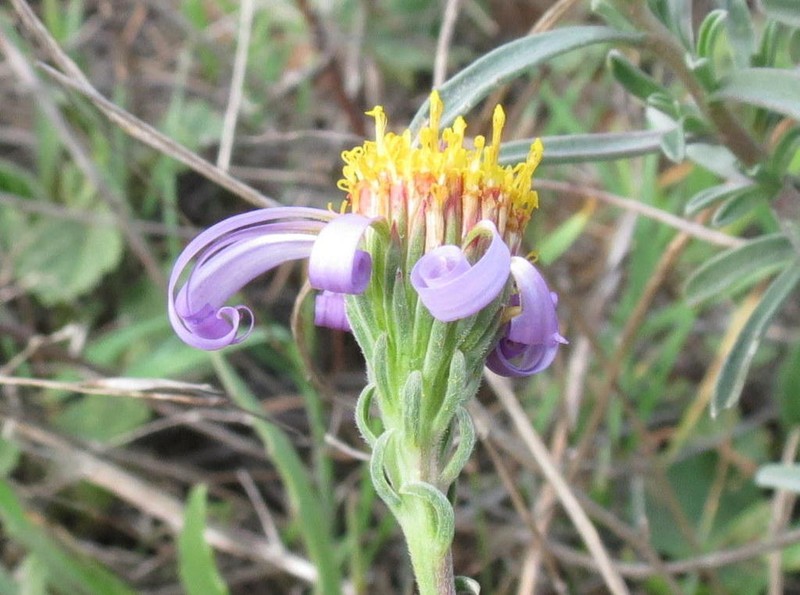 Amellus tenuifolius photo 2