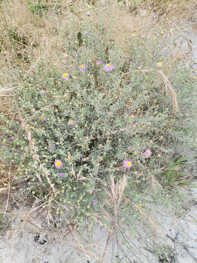 Amellus tenuifolius photo 3