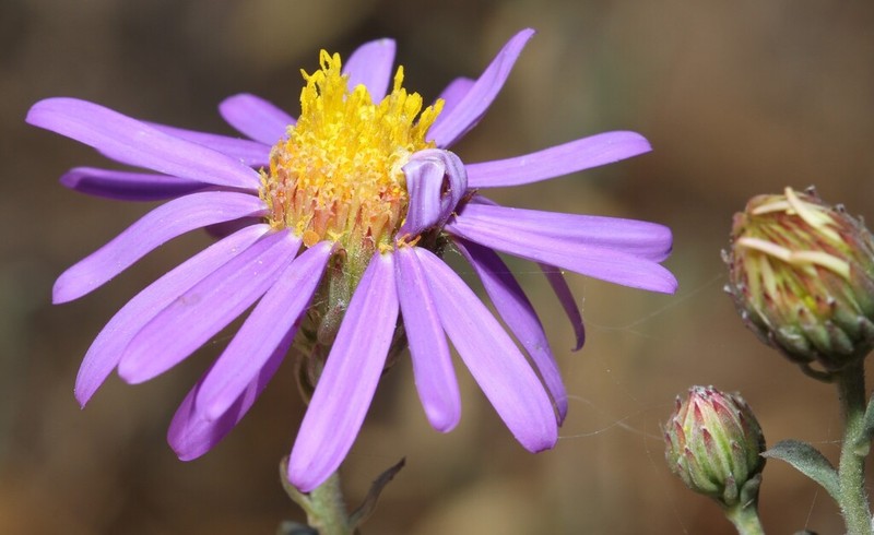 Amellus tenuifolius photo 4