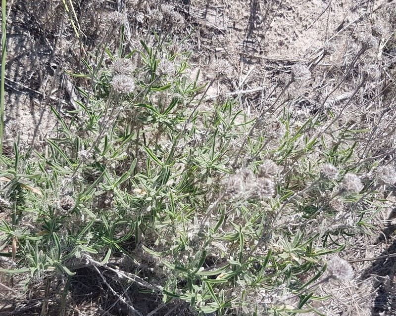 Amellus tenuifolius photo 5
