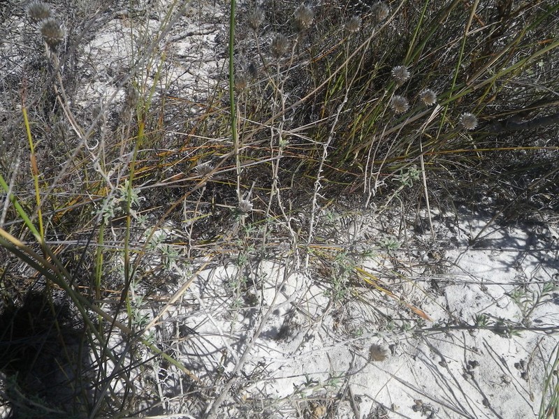 Amellus tenuifolius photo 6