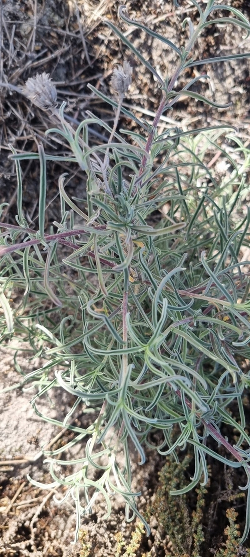 Amellus tenuifolius photo 7
