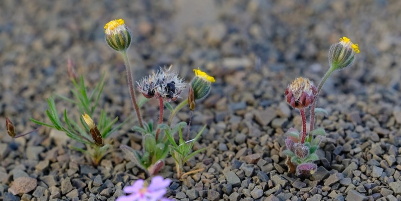 Amellus tridactylus photo 4