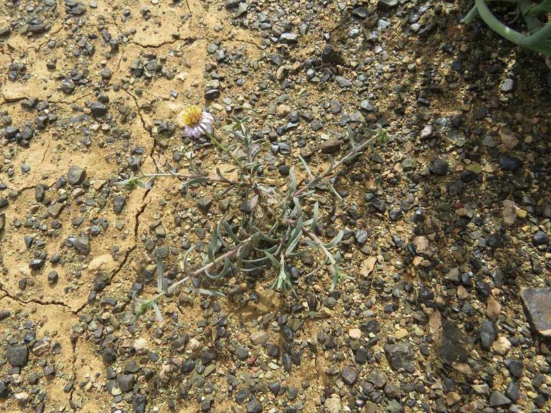 Amellus tridactylus photo 8