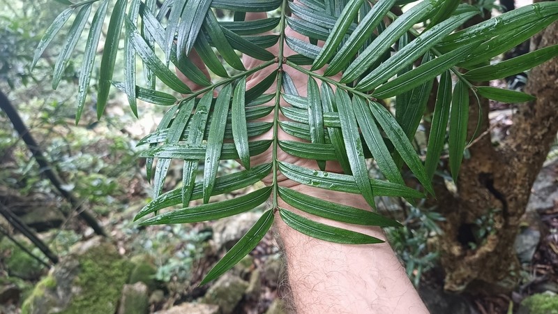 Amentotaxus argotaenia photo 2