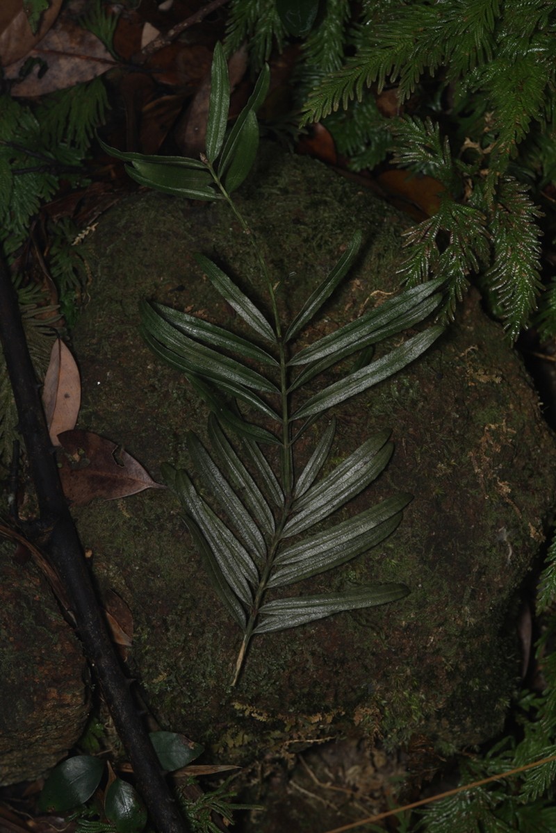 Amentotaxus argotaenia photo 4