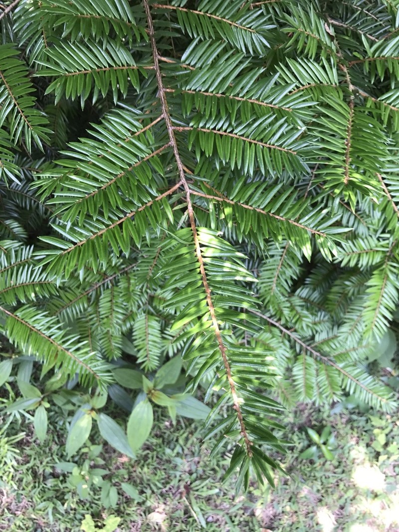 Amentotaxus argotaenia photo 5