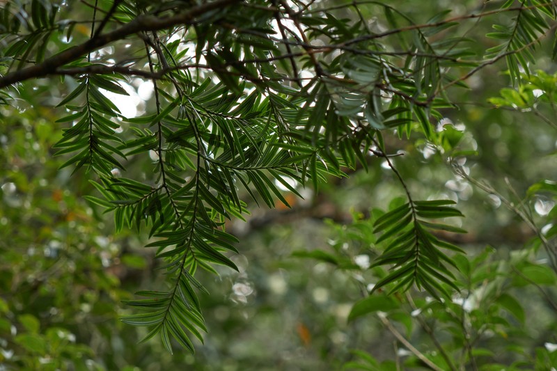 Amentotaxus argotaenia photo 6
