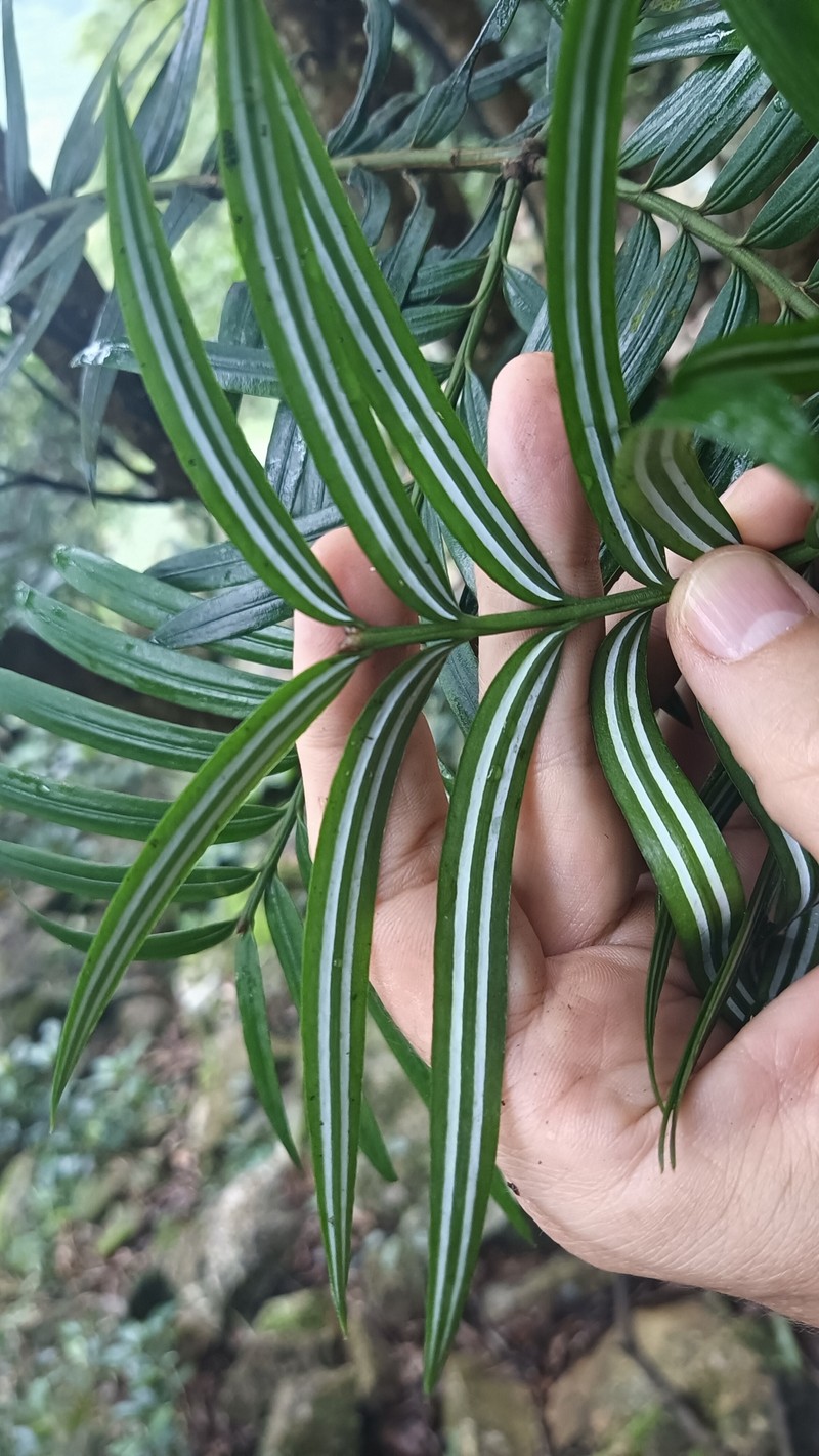 Amentotaxus argotaenia photo 7