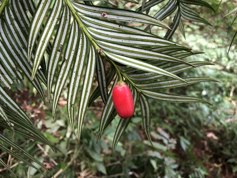 Amentotaxus formosana photo 2