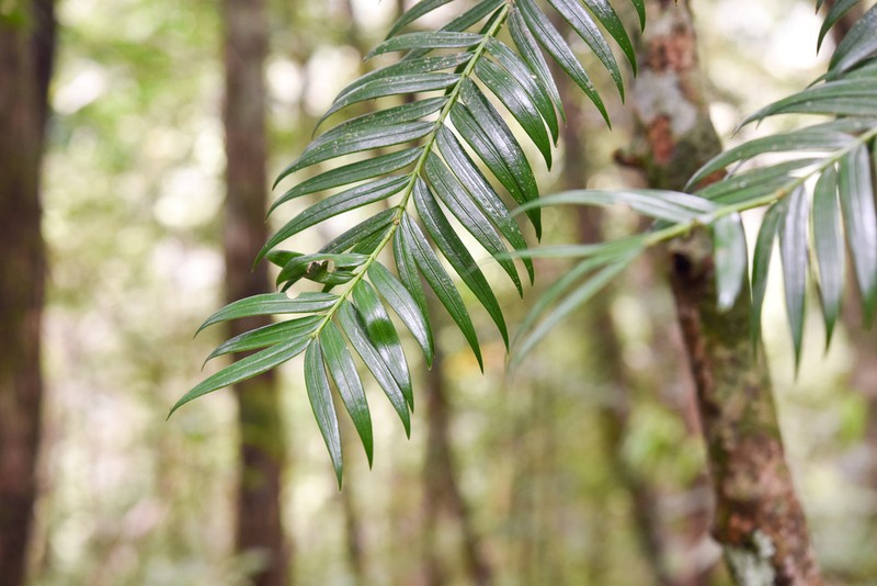 Amentotaxus formosana photo 3