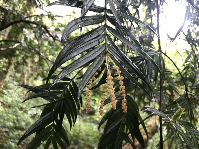 Amentotaxus formosana photo 4