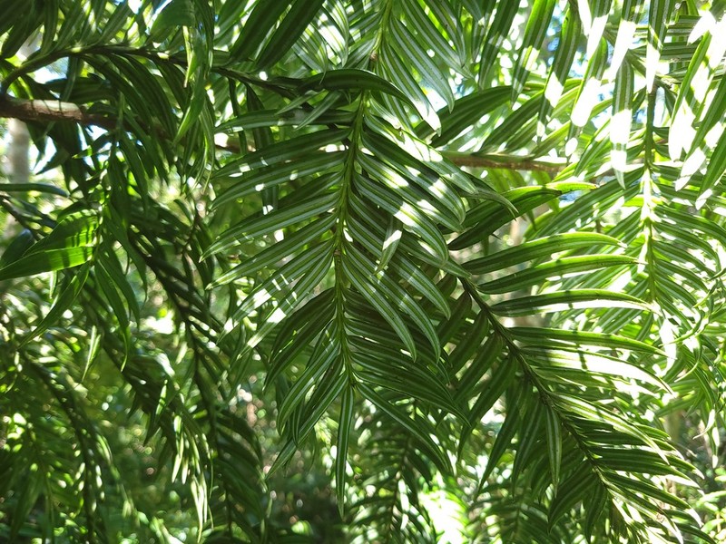 Amentotaxus formosana photo 5