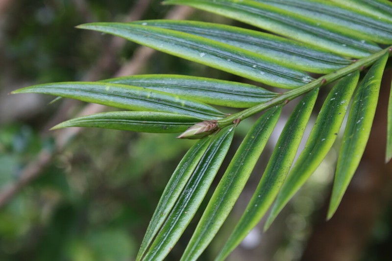 Amentotaxus formosana photo 6