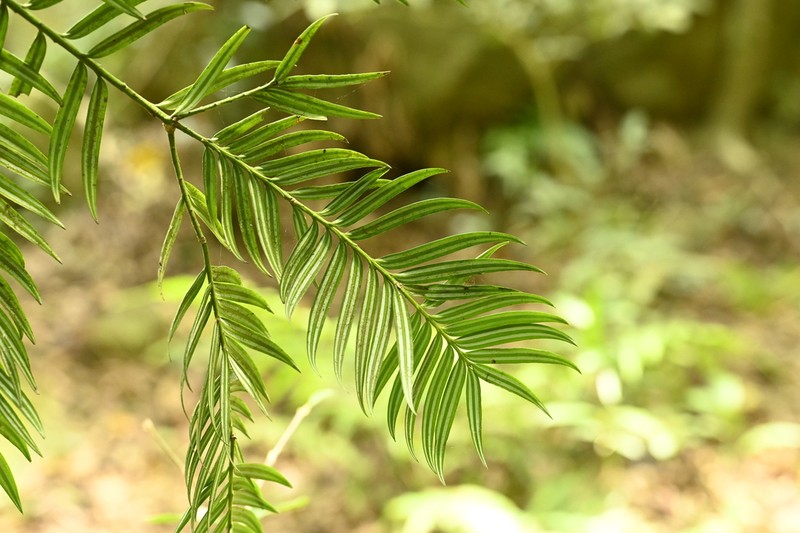 Amentotaxus formosana photo 7