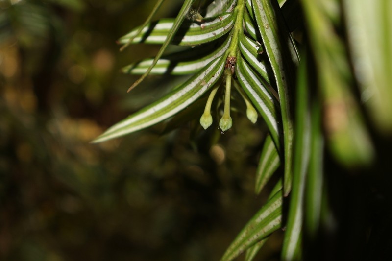 Amentotaxus formosana photo 8