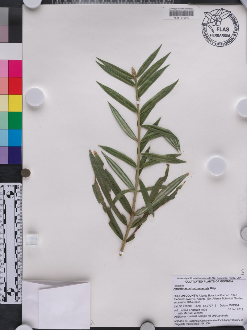 Amentotaxus hatuyenensis