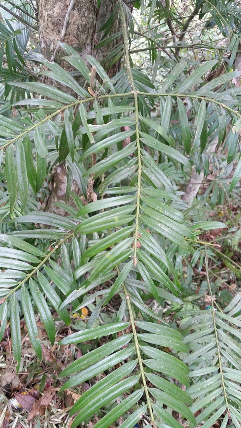 Amentotaxus poilanei photo 2