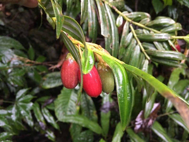 Amentotaxus yunnanensis photo 2