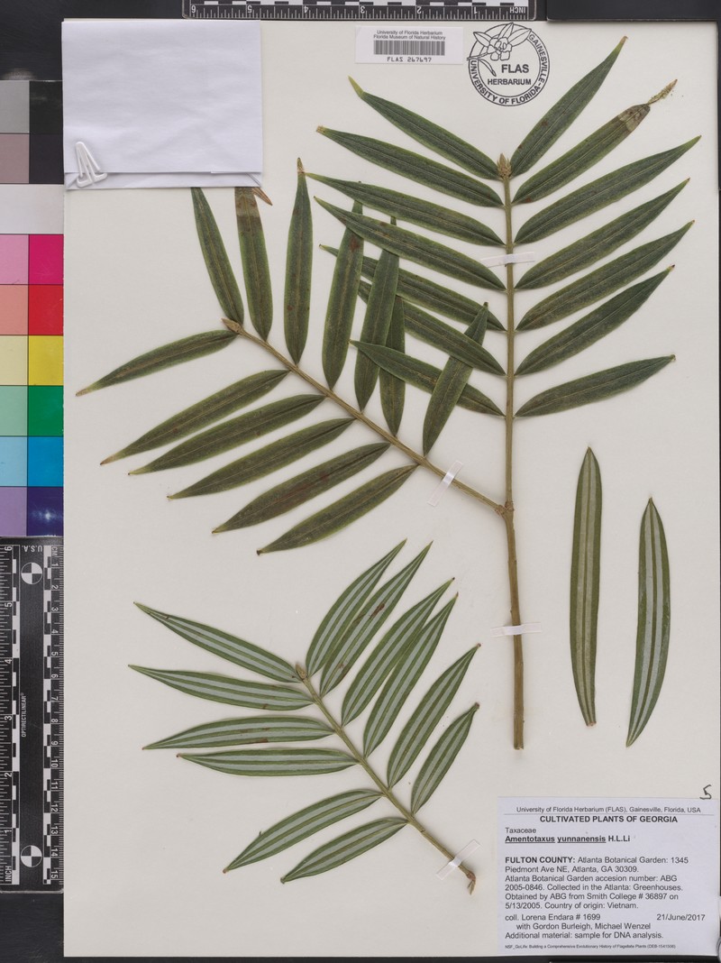Amentotaxus yunnanensis photo 4