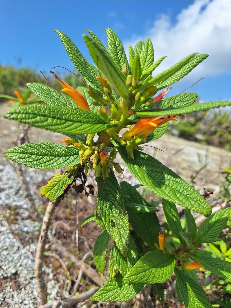 Ameroglossum pernambucense photo 2