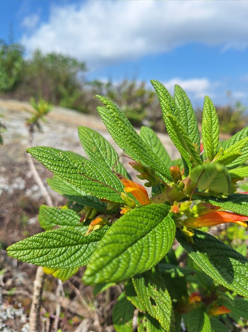 Ameroglossum pernambucense photo 3