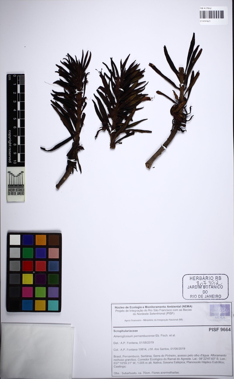 Ameroglossum pernambucense photo 4