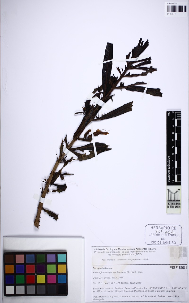 Ameroglossum pernambucense photo 5