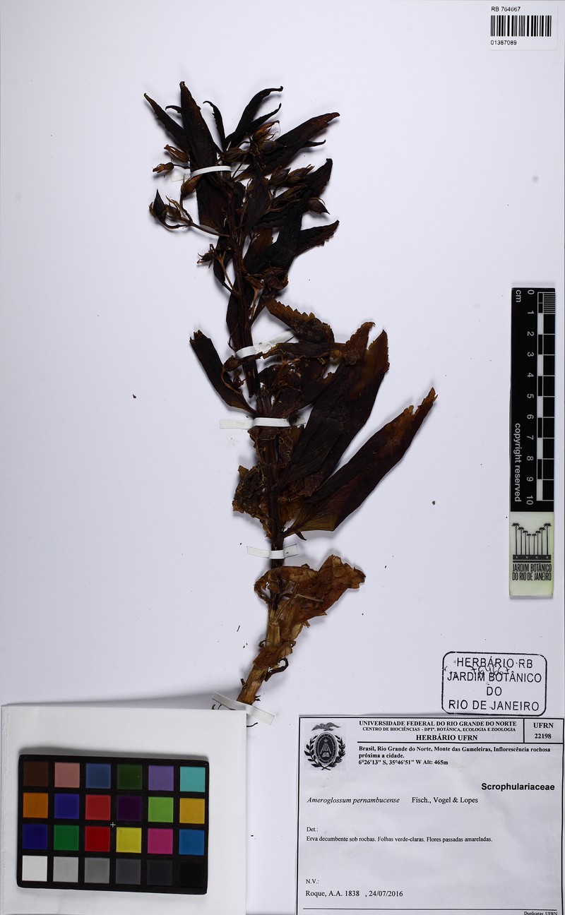 Ameroglossum pernambucense photo 6