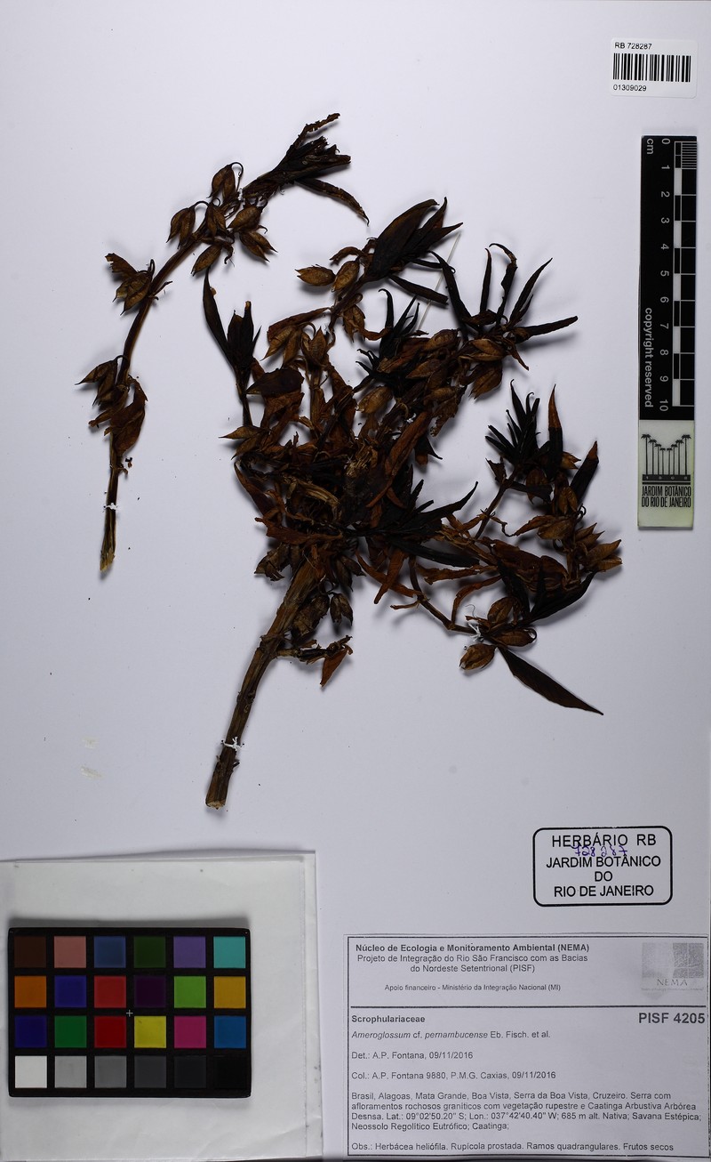 Ameroglossum pernambucense photo 7