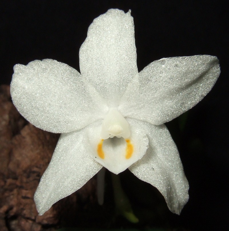 Amesiella minor
