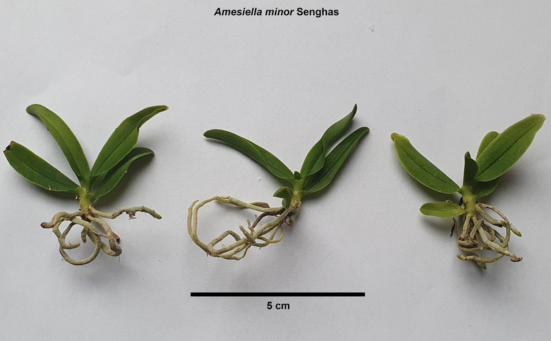 Amesiella minor photo 2