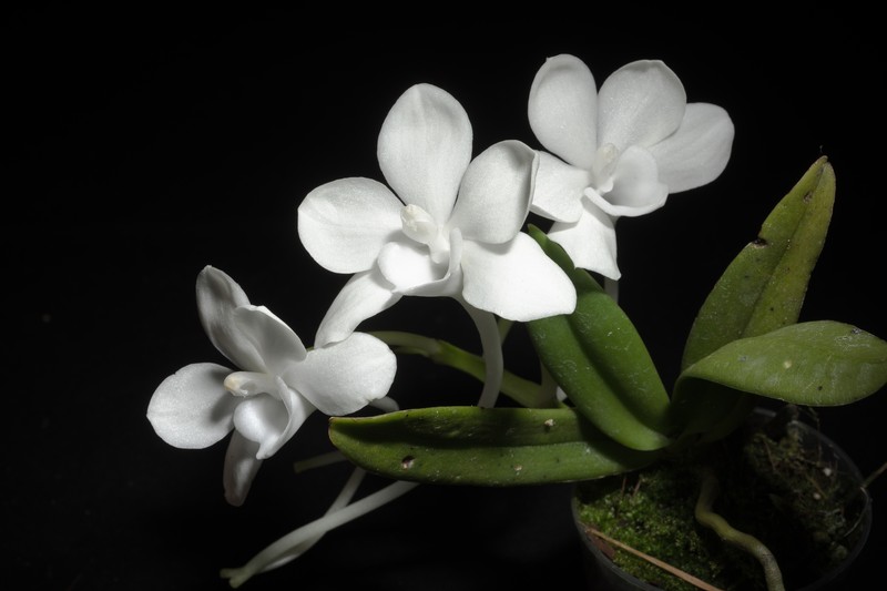 Amesiella monticola