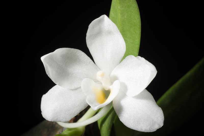 Amesiella philippinensis
