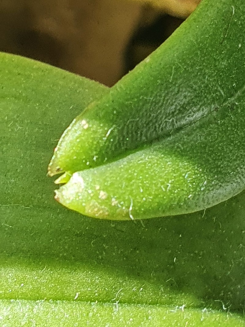 Amesiella philippinensis photo 2