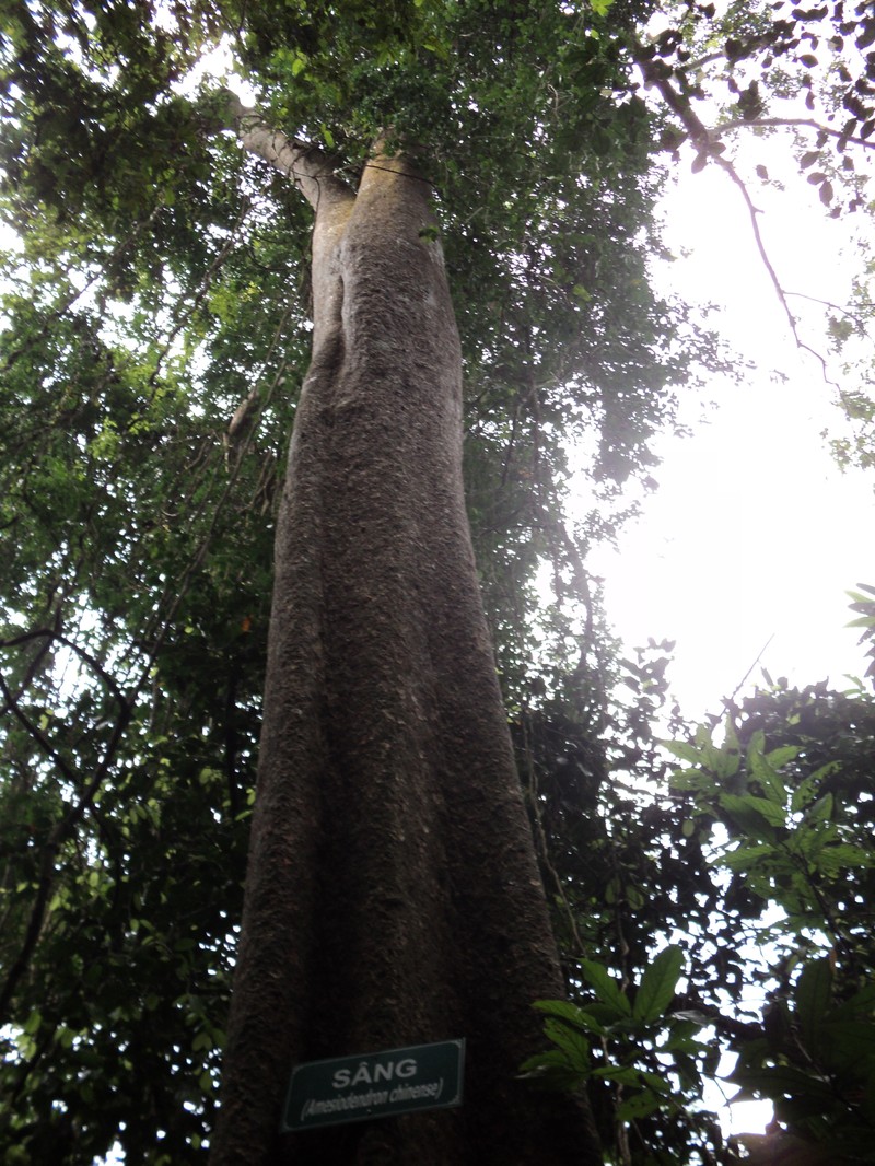 Amesiodendron chinense