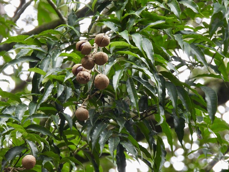 Amesiodendron chinense photo 3