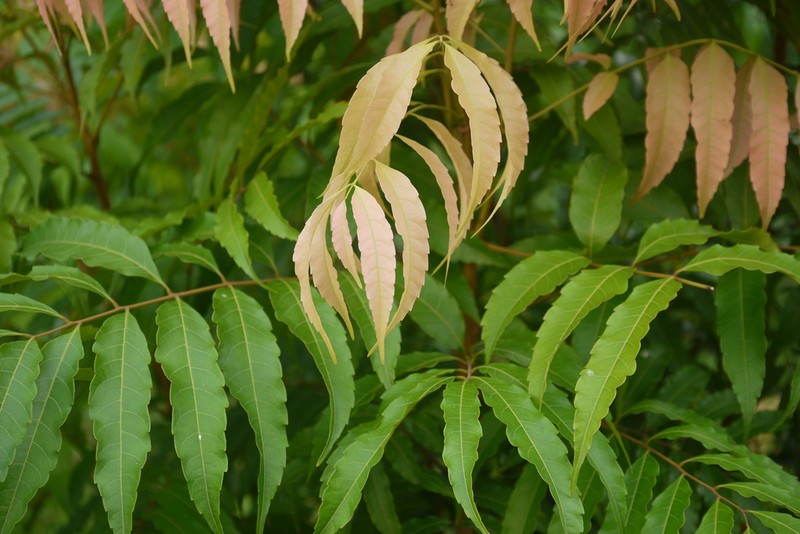 Amesiodendron chinense photo 4