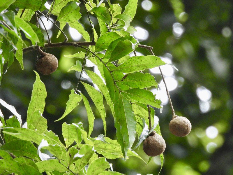 Amesiodendron chinense photo 5