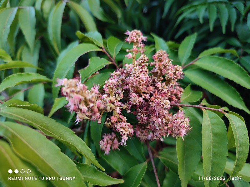 Amesiodendron chinense photo 6