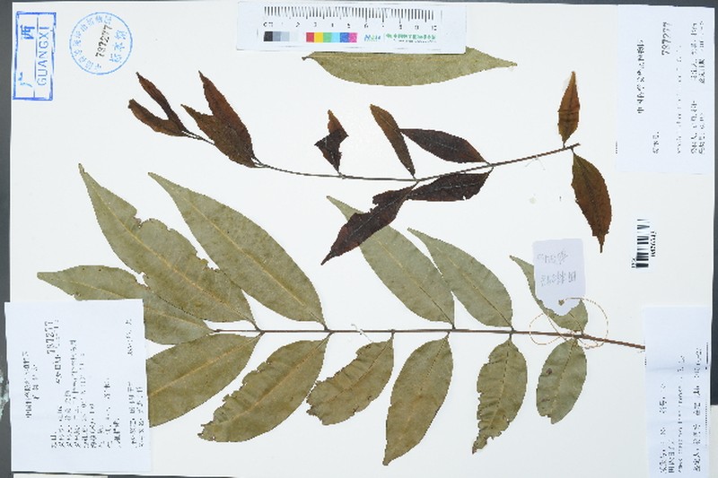 Amesiodendron chinense photo 7
