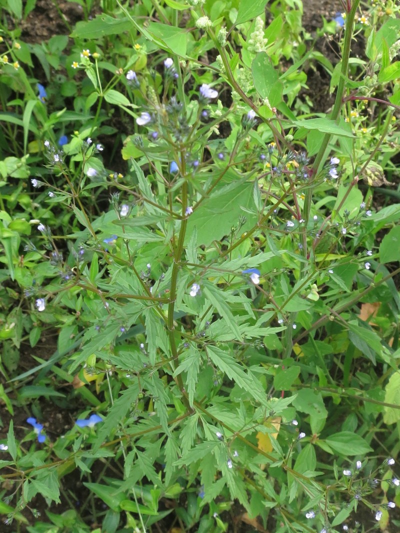 Amethystea caerulea