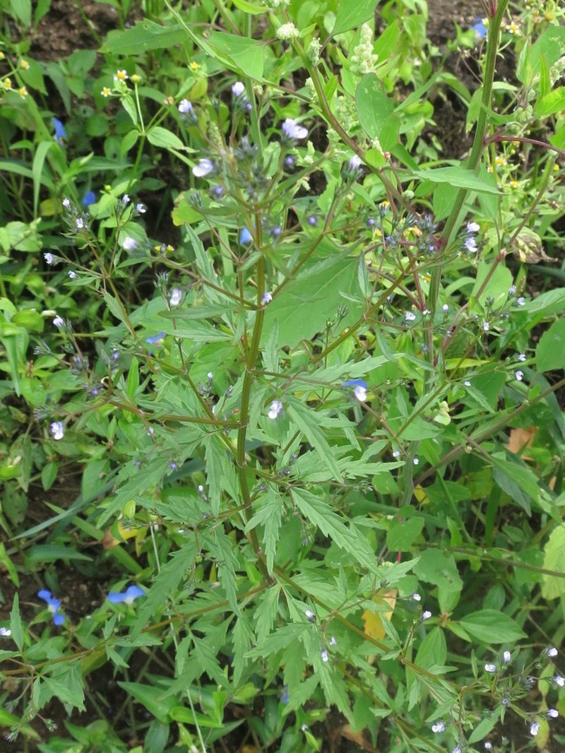 Amethystea caerulea photo 2