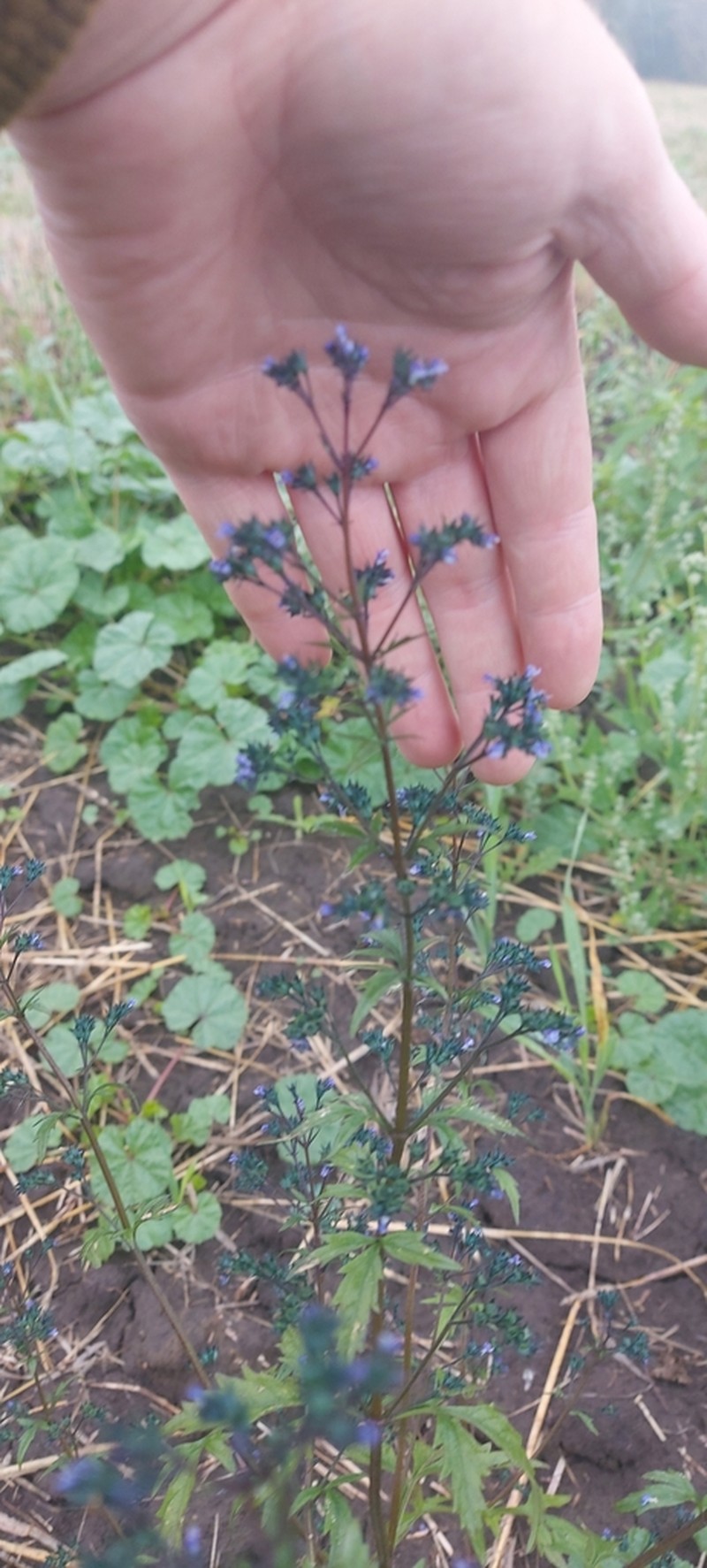Amethystea caerulea photo 3
