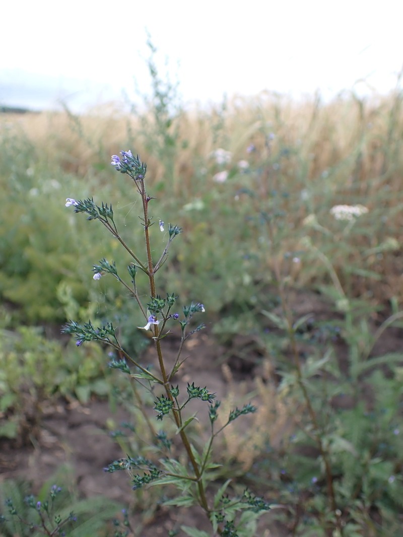 Amethystea caerulea photo 4