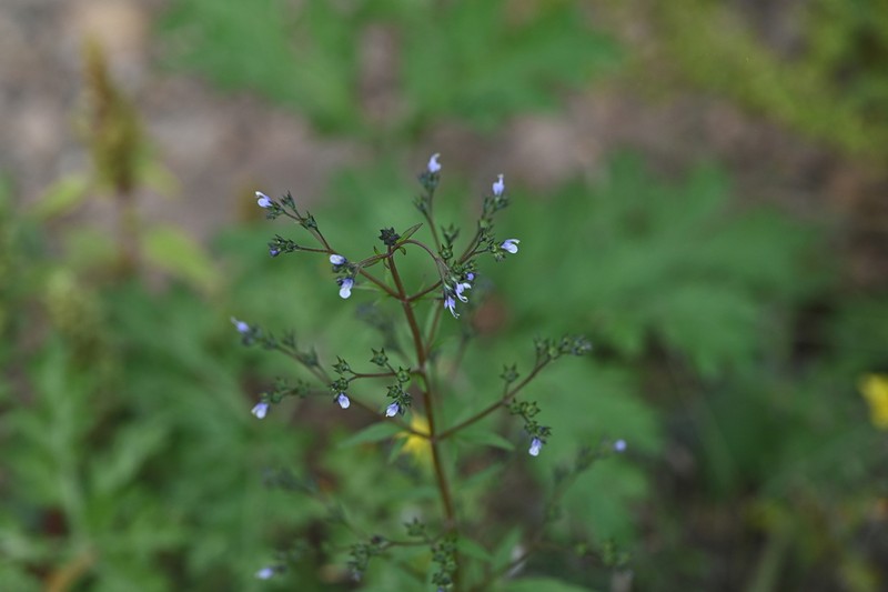 Amethystea caerulea photo 6
