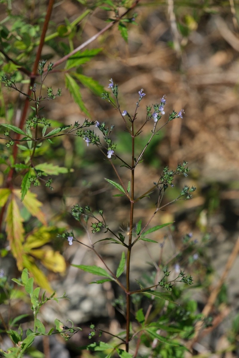 Amethystea caerulea photo 7