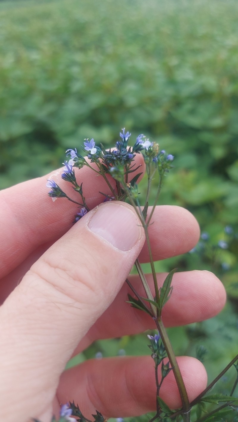 Amethystea caerulea photo 8