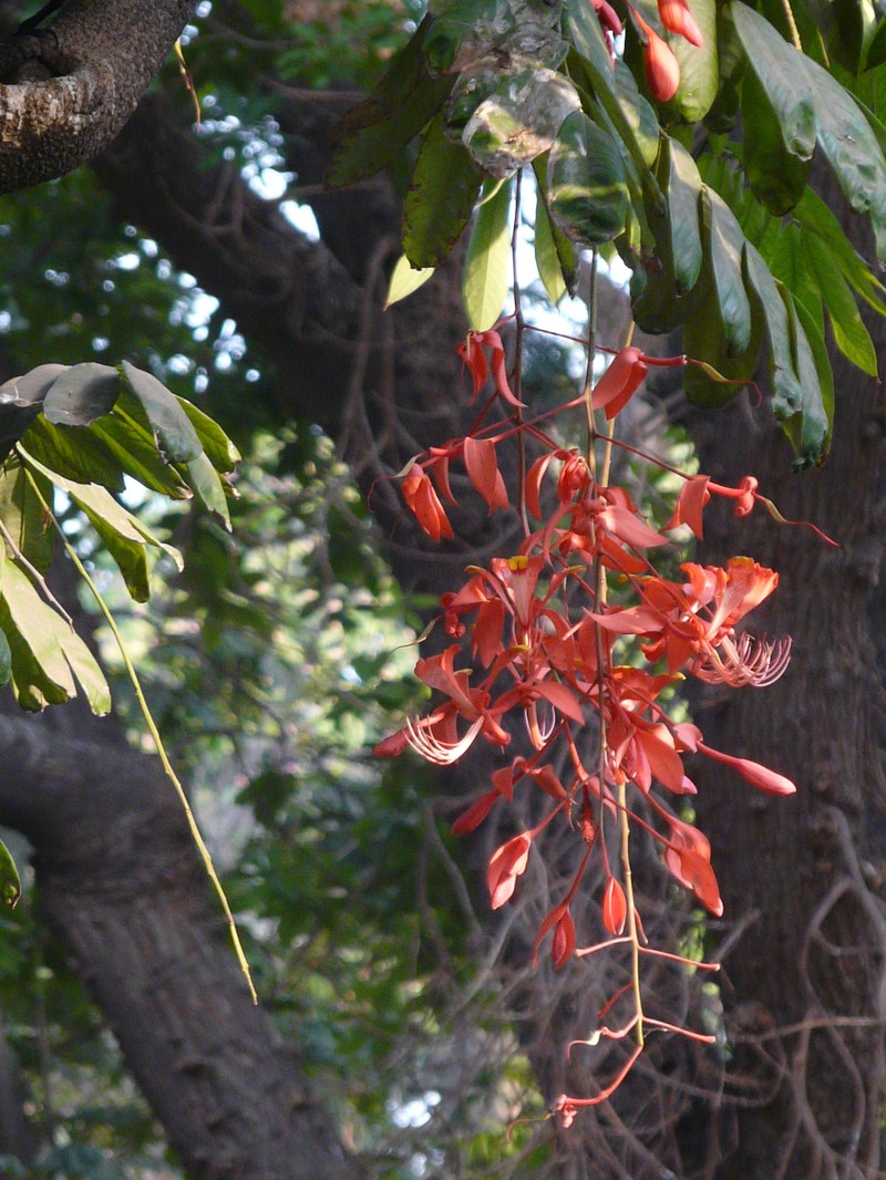 Amherstia nobilis